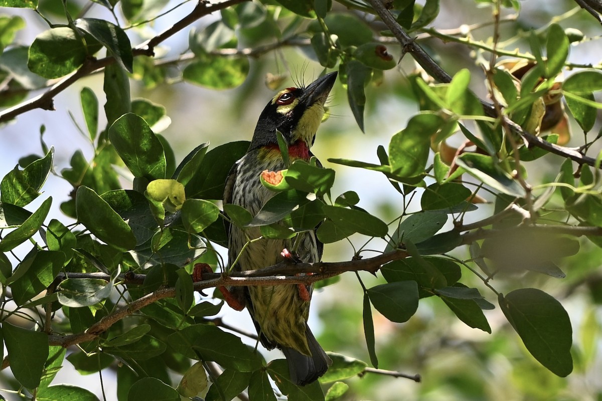Al Göğüslü Barbet - ML652710066