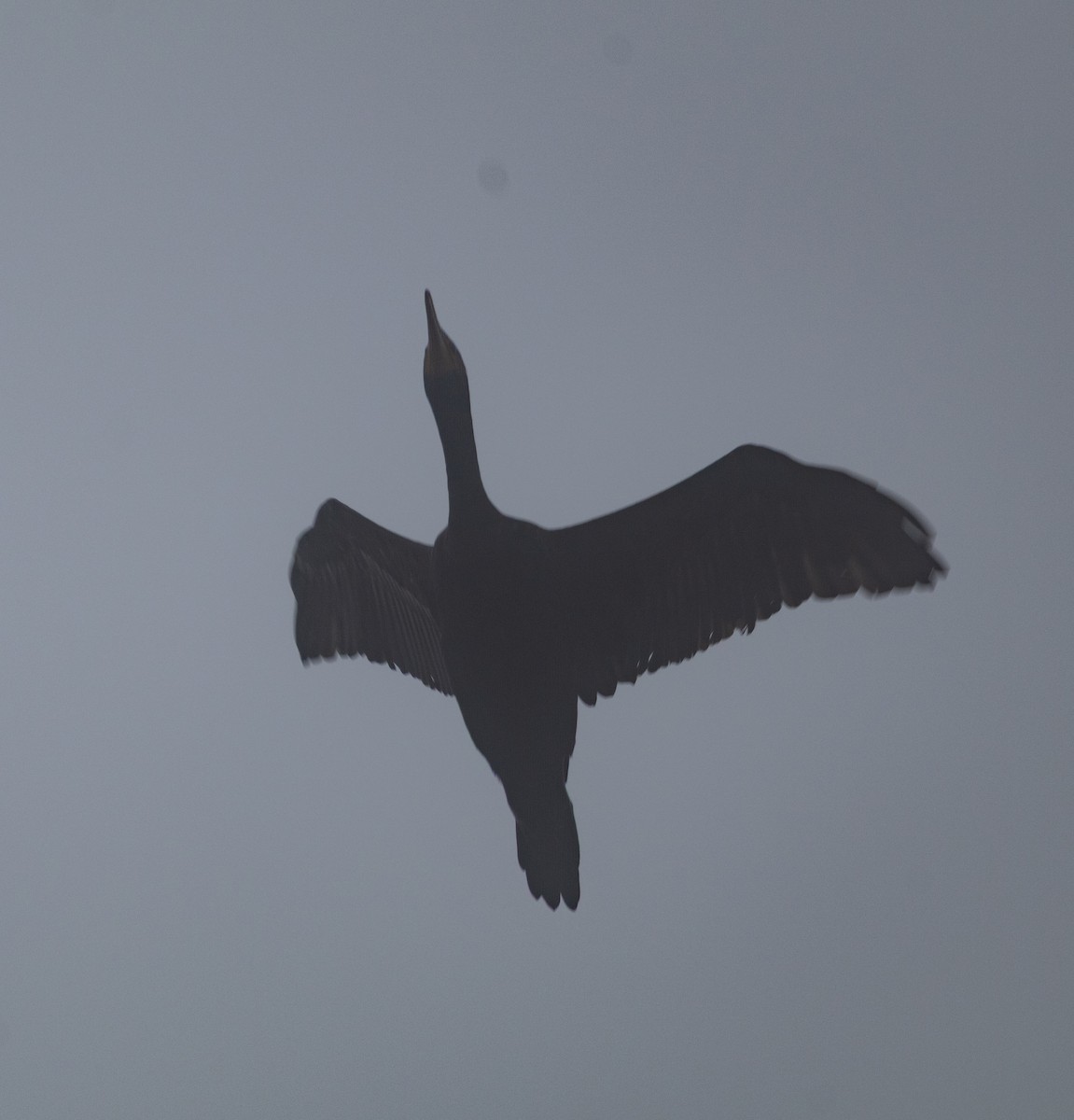 Double-crested Cormorant - ML652710133