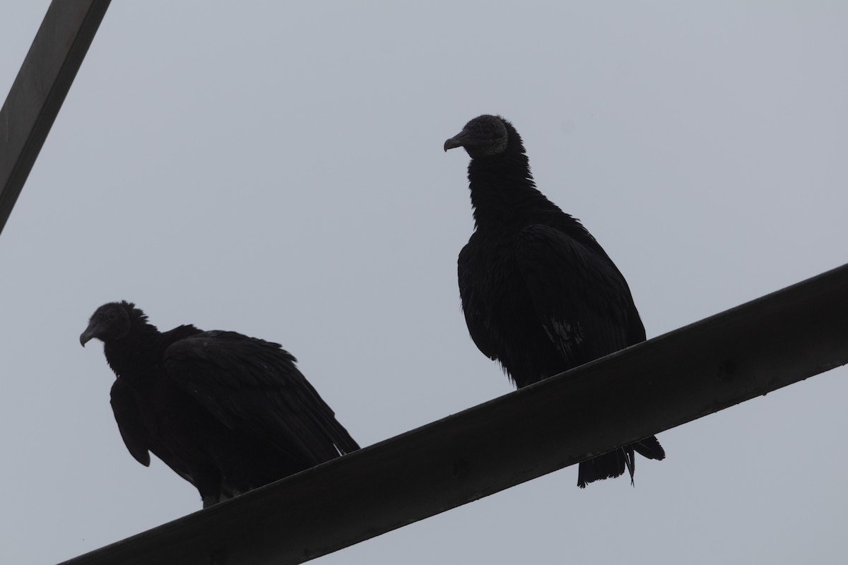 Black Vulture - ML652710146