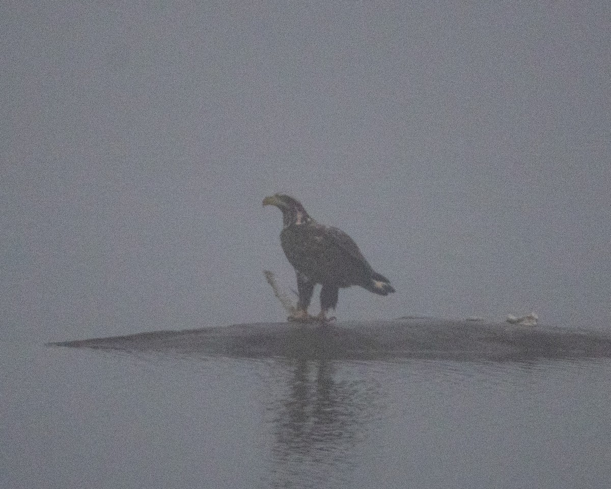 Bald Eagle - ML652710152