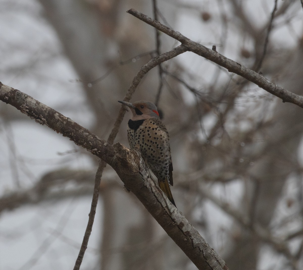 Northern Flicker (Yellow-shafted) - ML652710183
