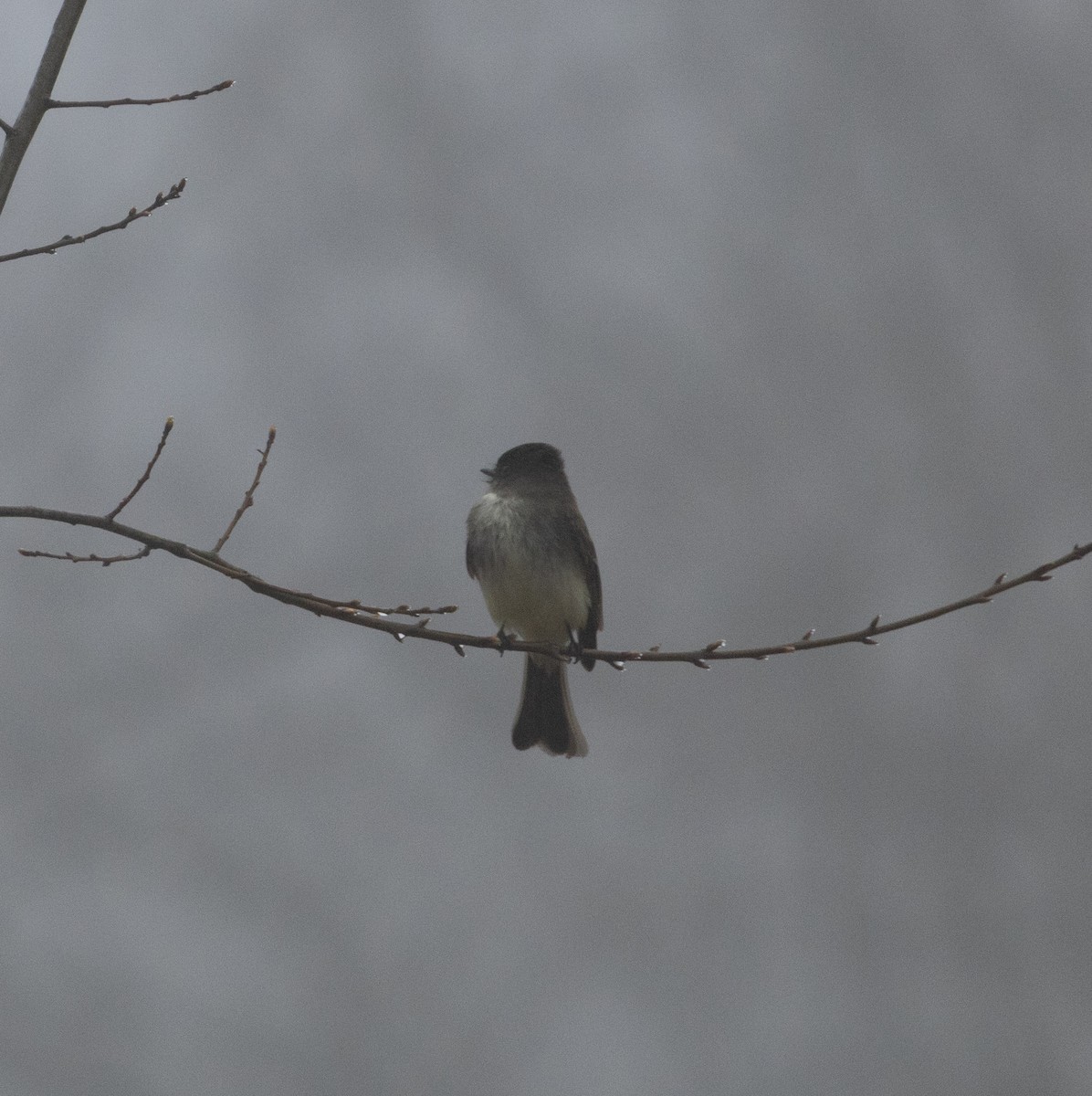 Eastern Phoebe - ML652710199