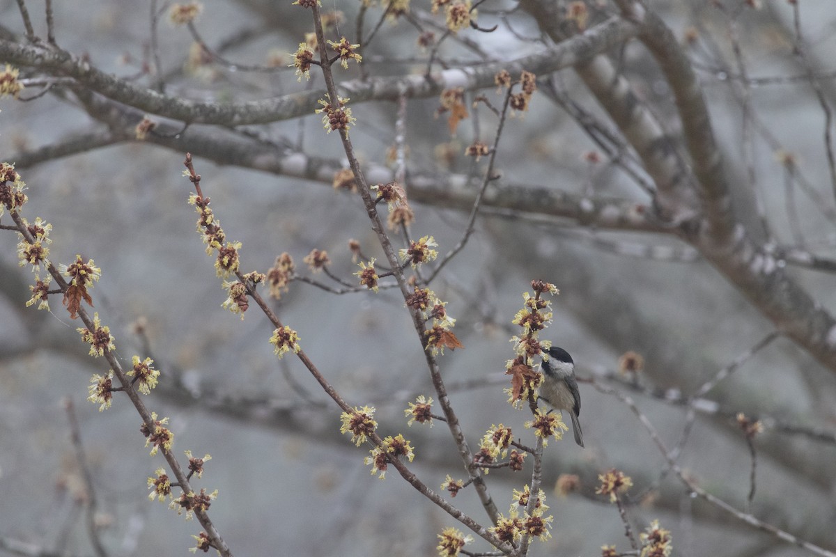 Carolina Chickadee - ML652710208