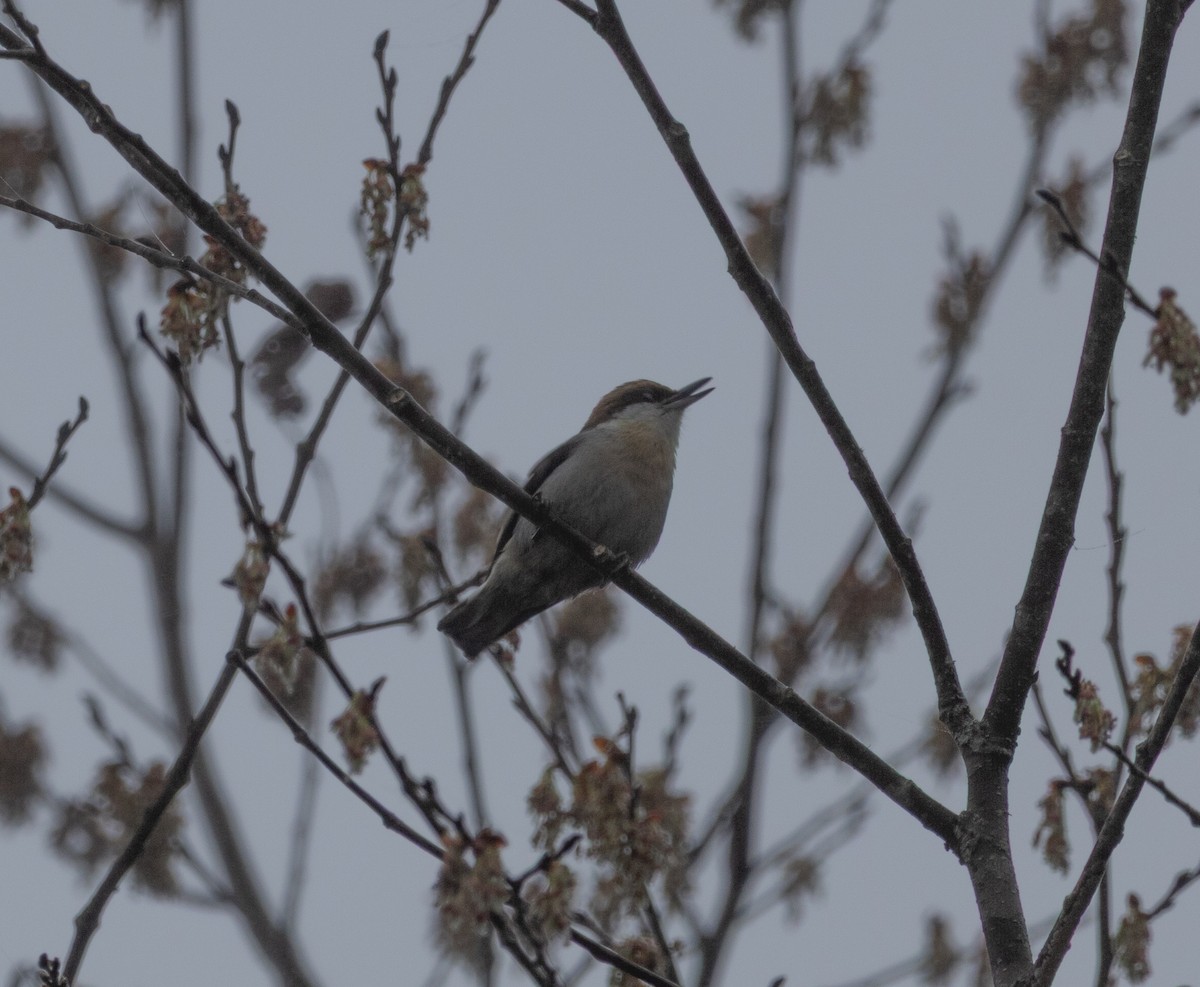 Brown-headed Nuthatch - ML652710243