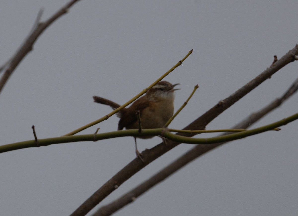 Carolina Wren - ML652710261