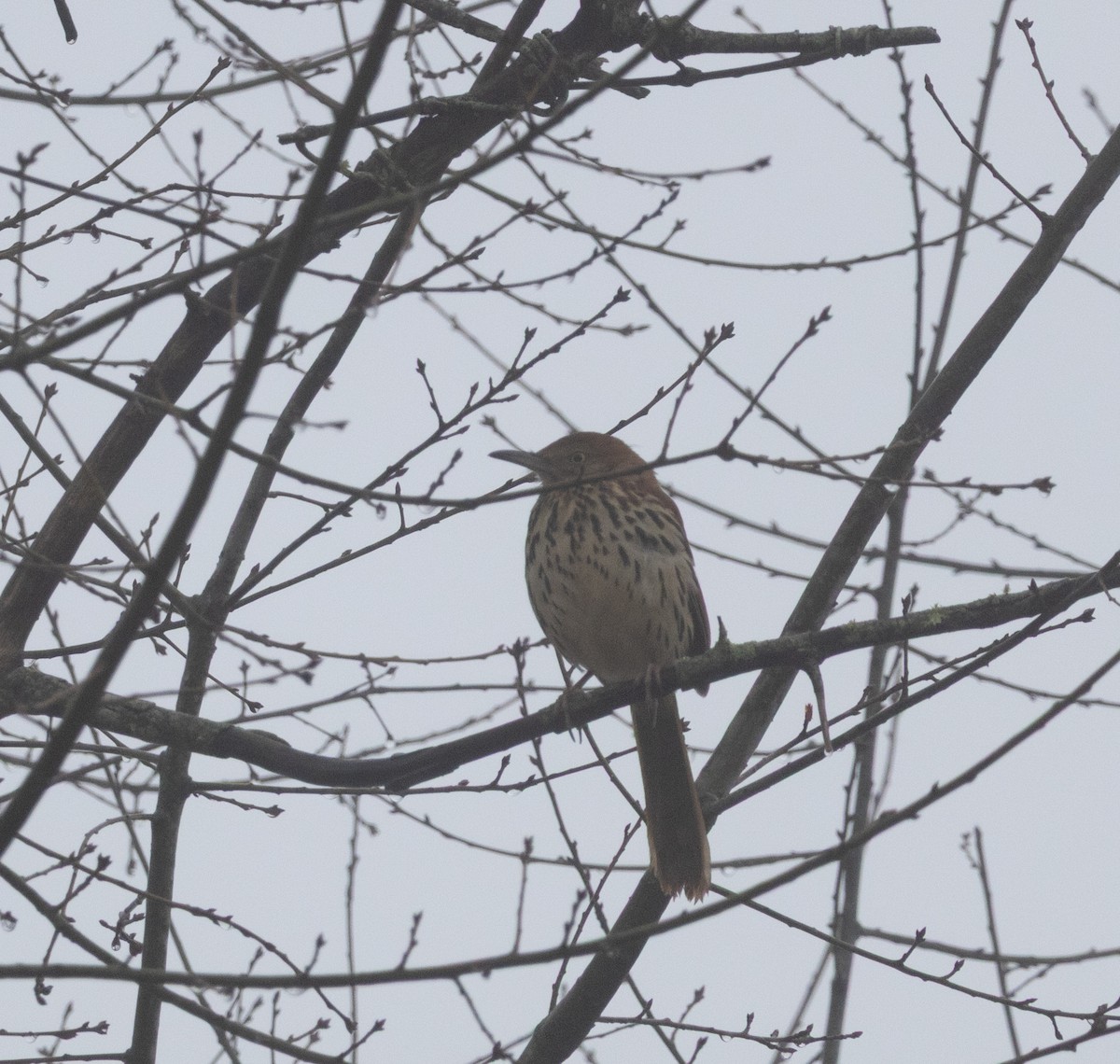 Brown Thrasher - ML652710289