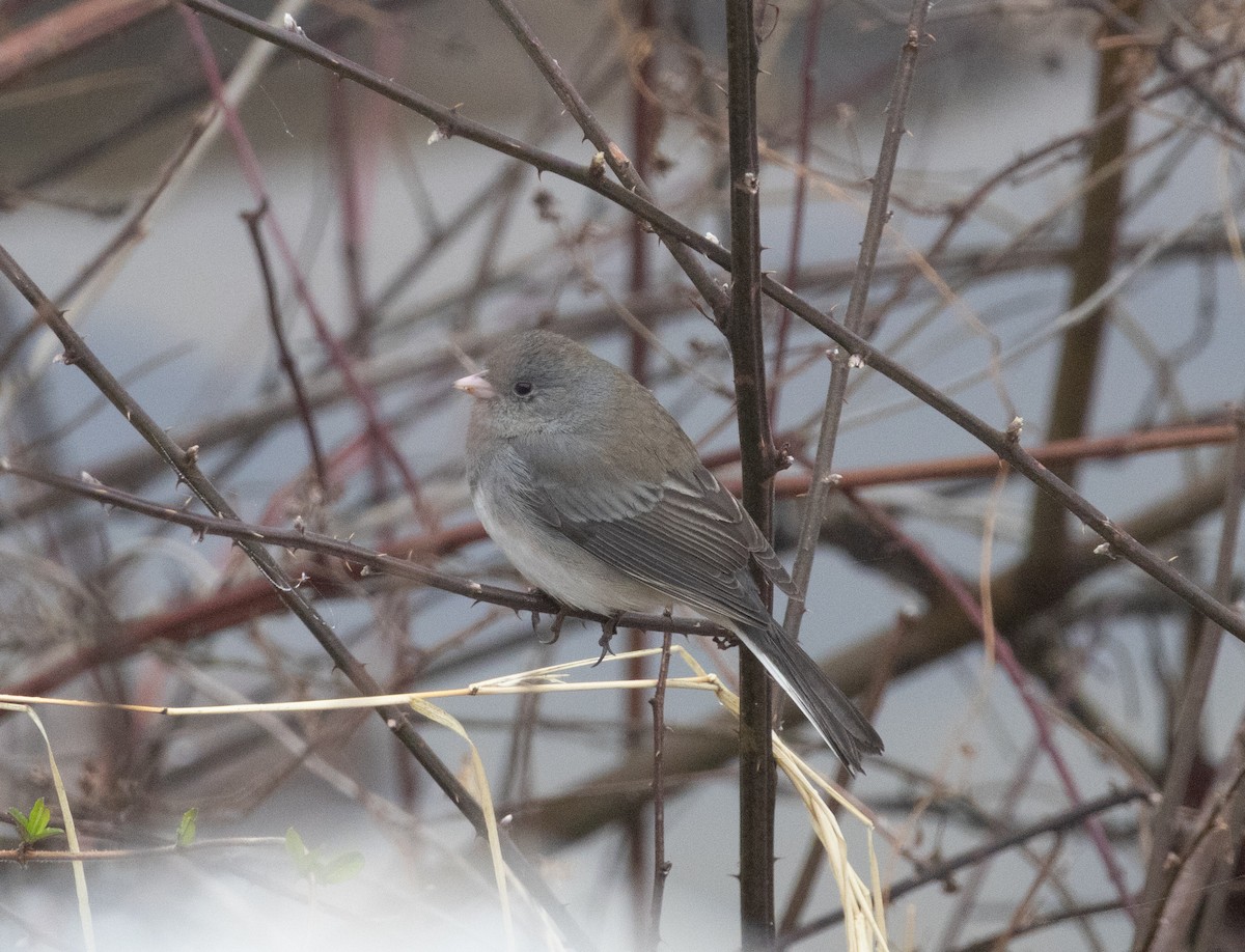 Dark-eyed Junco (Slate-colored) - ML652710344