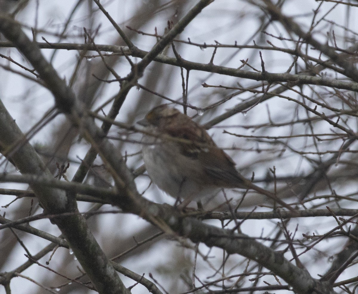 White-throated Sparrow - ML652710347