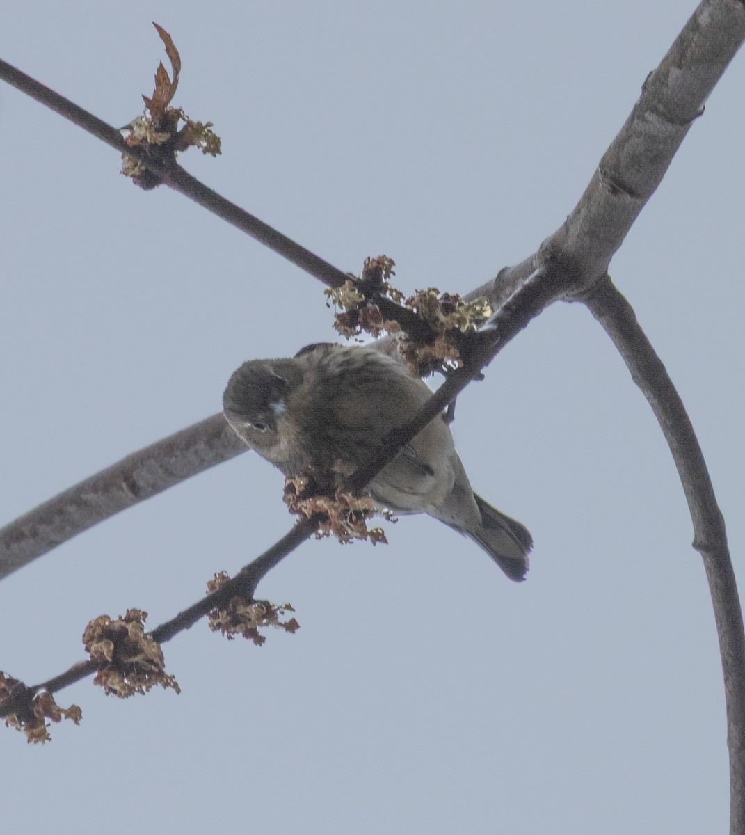 Yellow-rumped Warbler (Myrtle) - ML652710352