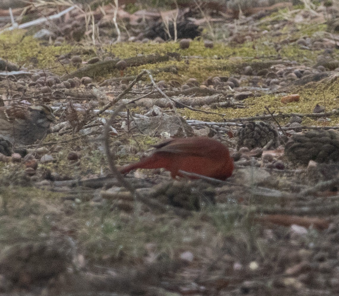 Northern Cardinal - ML652710354