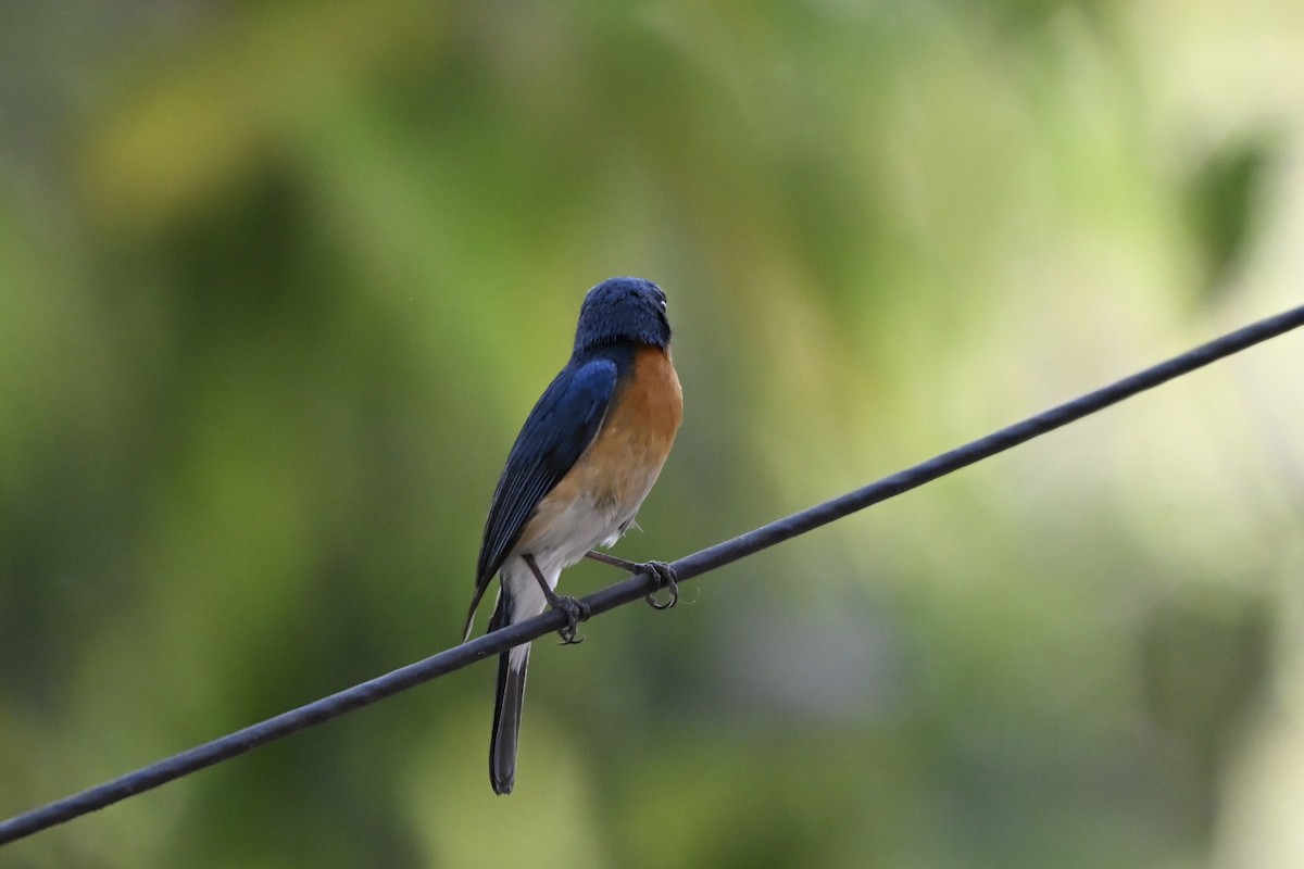 Tickell Mavi Sinekkapanı - ML652710377