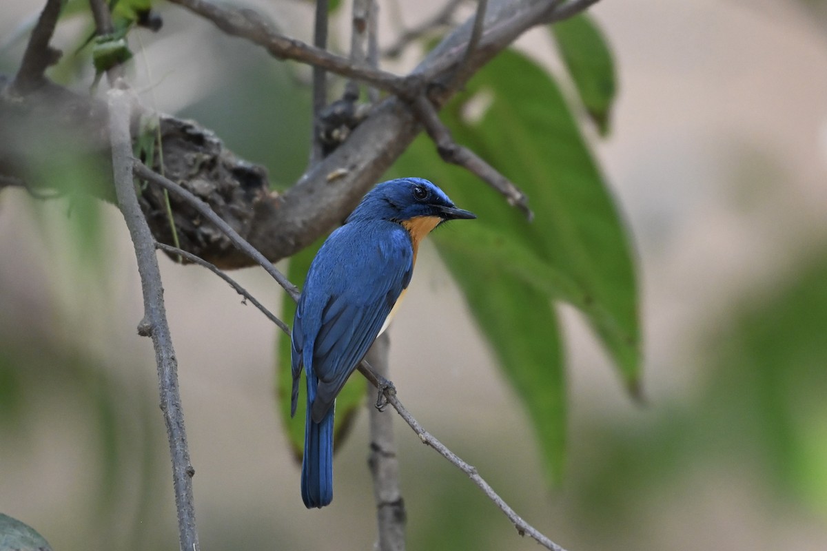 Tickell Mavi Sinekkapanı - ML652710378