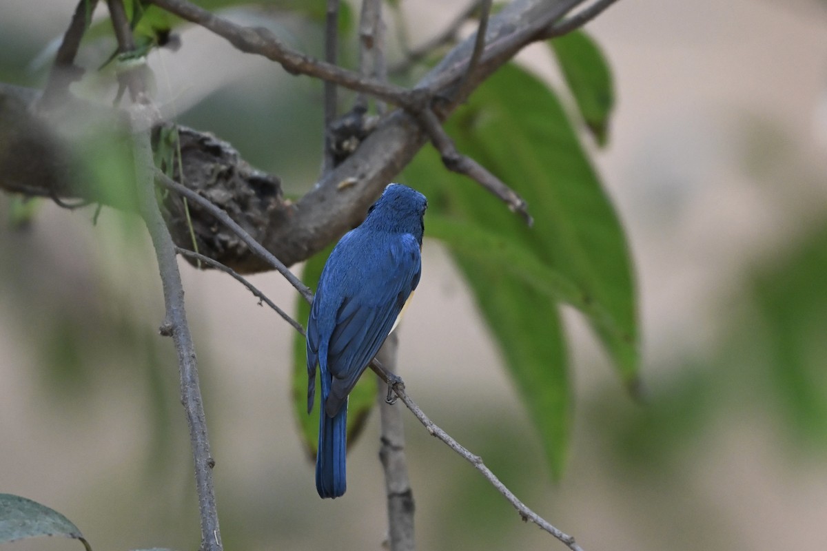 Tickell Mavi Sinekkapanı - ML652710379