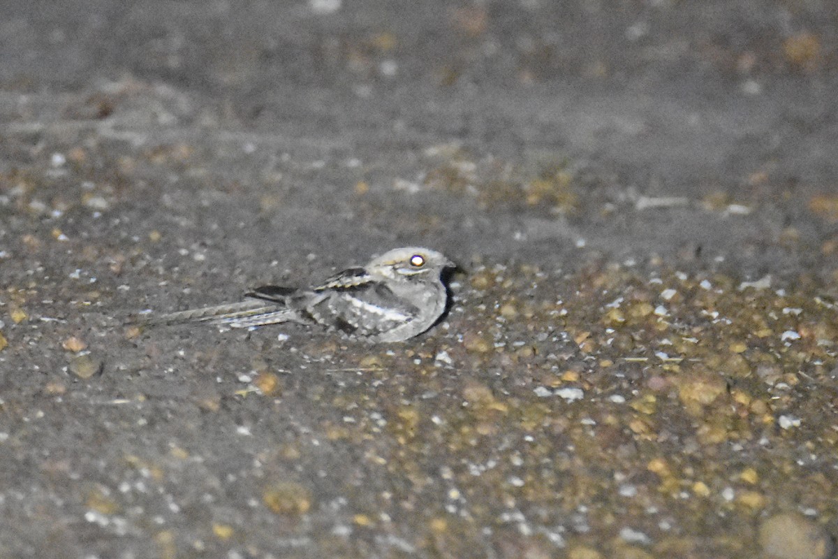 Long-tailed Nightjar - ML652710385