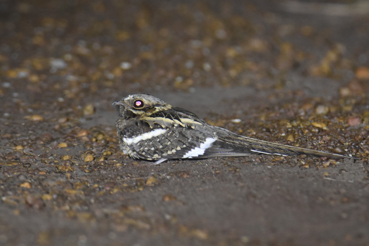 Long-tailed Nightjar - ML652710386