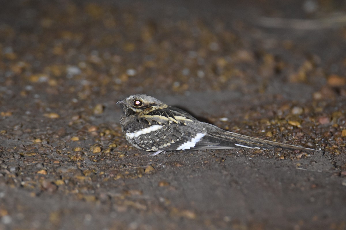 Long-tailed Nightjar - ML652710387