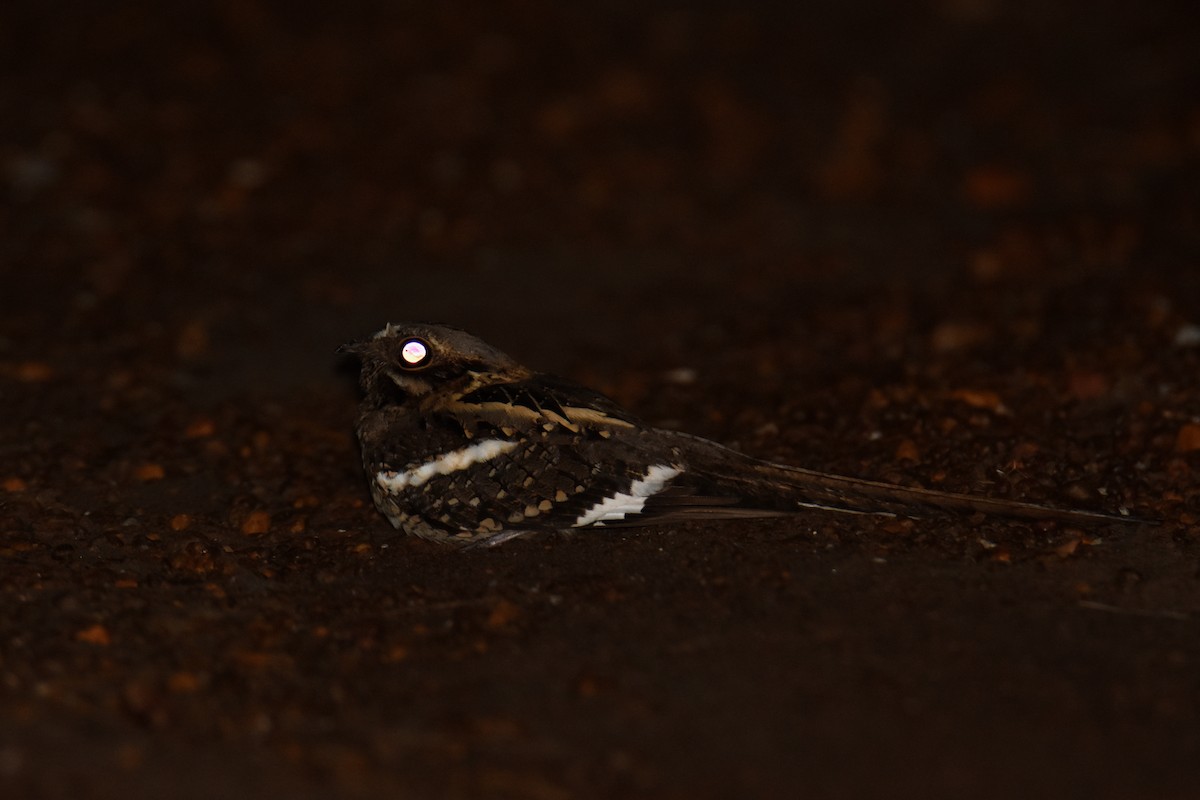 Long-tailed Nightjar - ML652710396