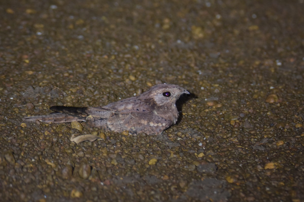 Plain Nightjar - ML652710409