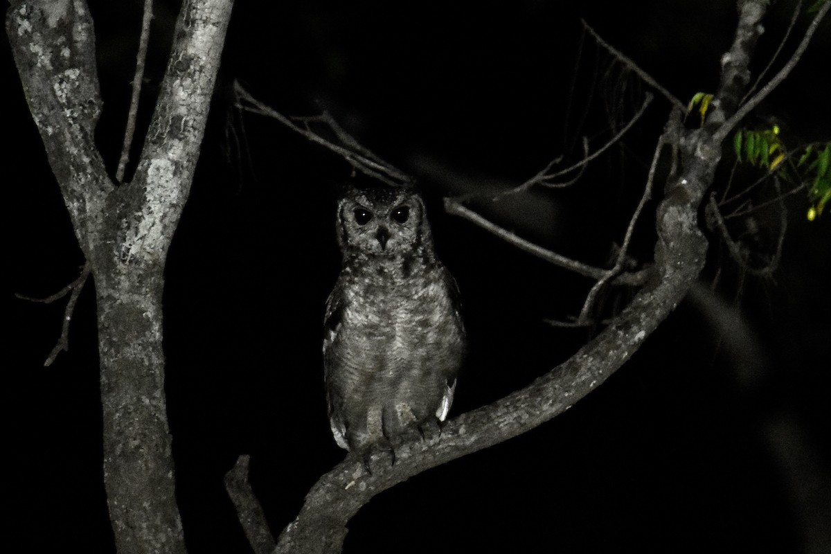 Grayish Eagle-Owl - ML652710414