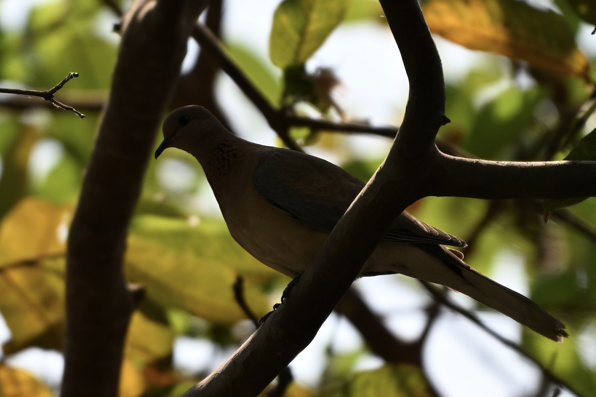 Küçük Kumru - ML652710464