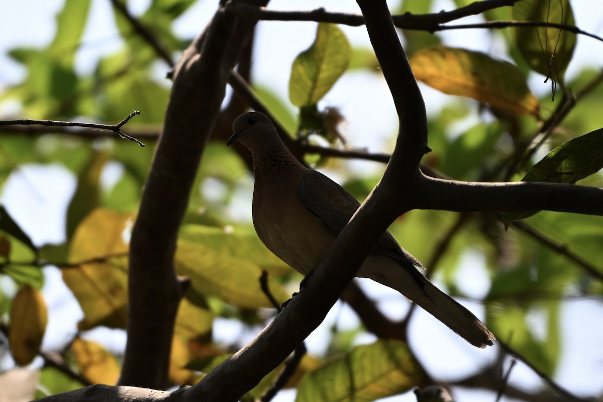 Küçük Kumru - ML652710465