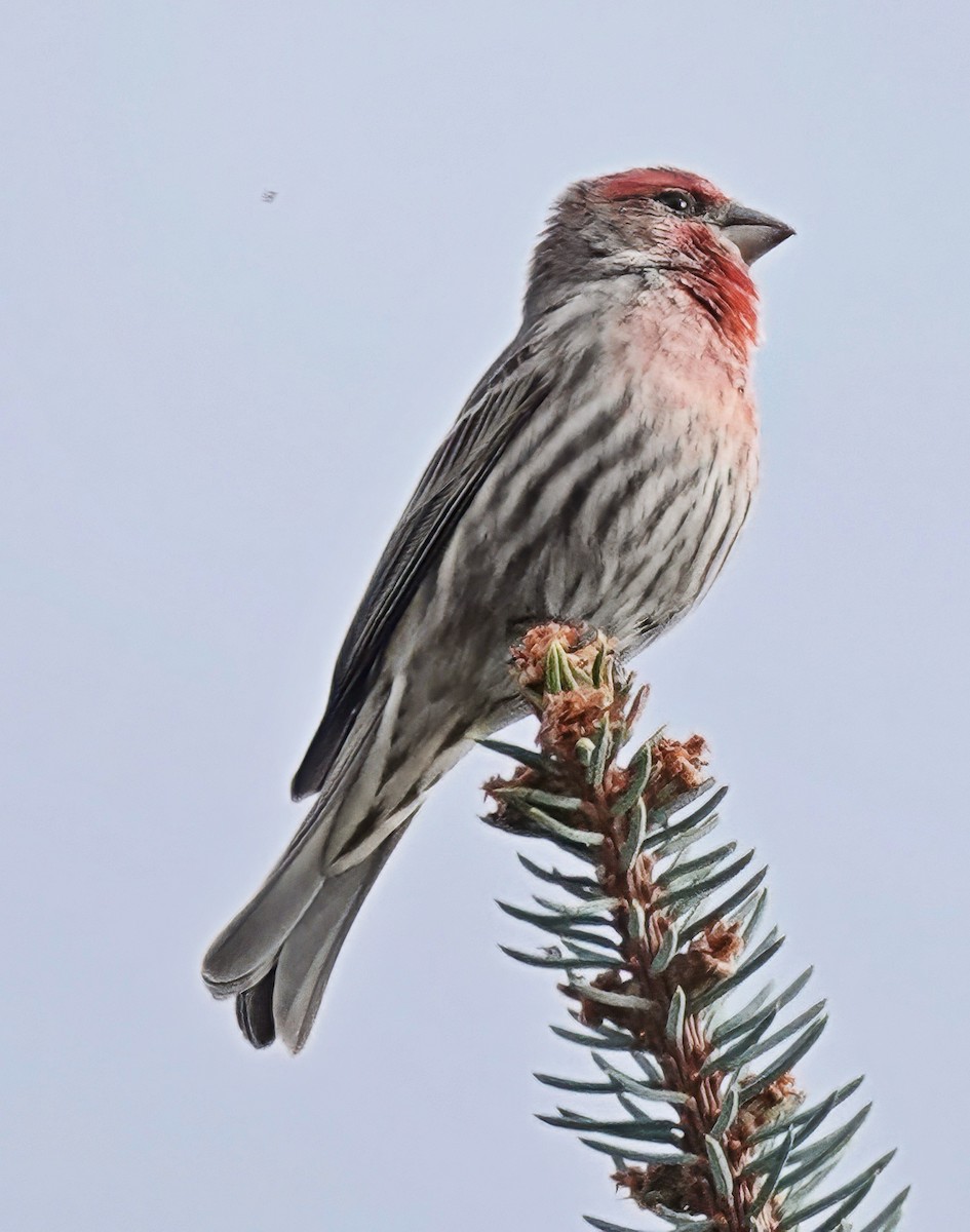 House Finch - ML652710631