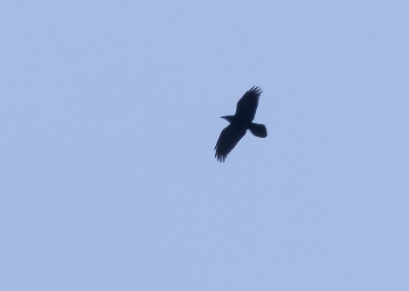 ravn - ML652711150