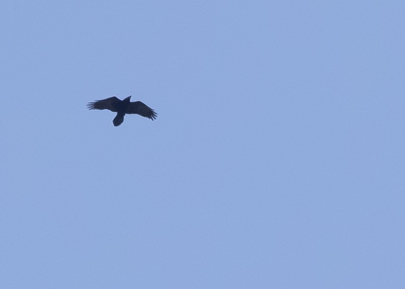 ravn - ML652711151