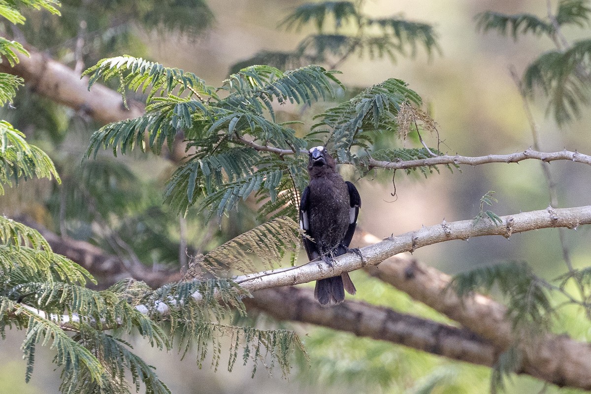 tykknebbvever - ML652711431