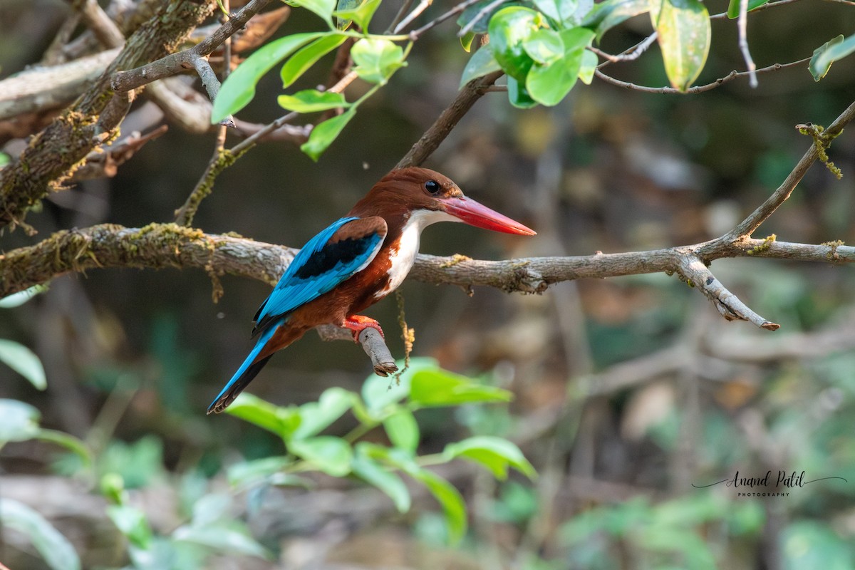 İzmir Yalıçapkını - ML652711502