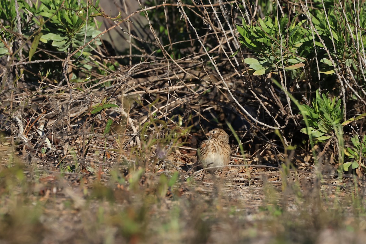 Vesper Sparrow - ML652711792