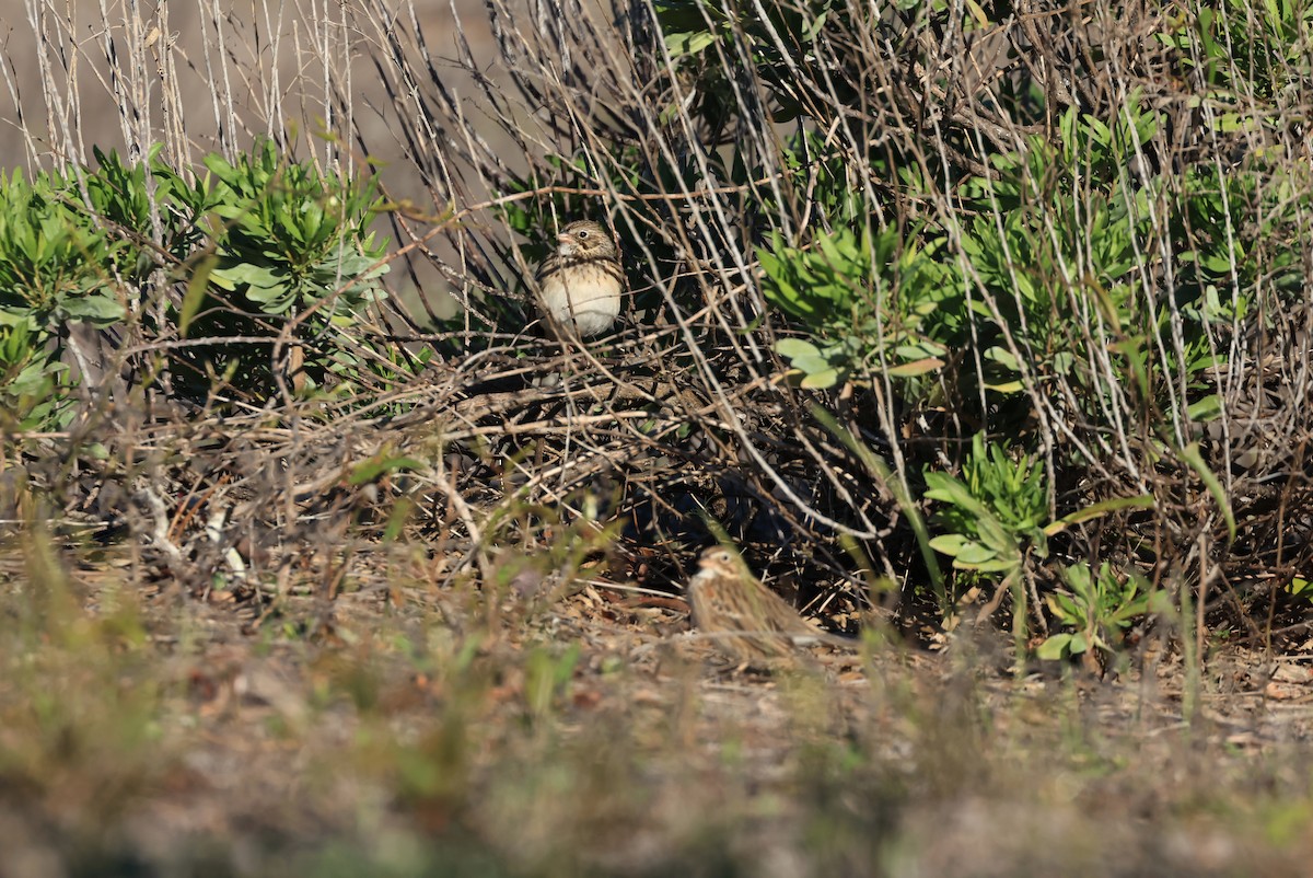 Vesper Sparrow - ML652711793