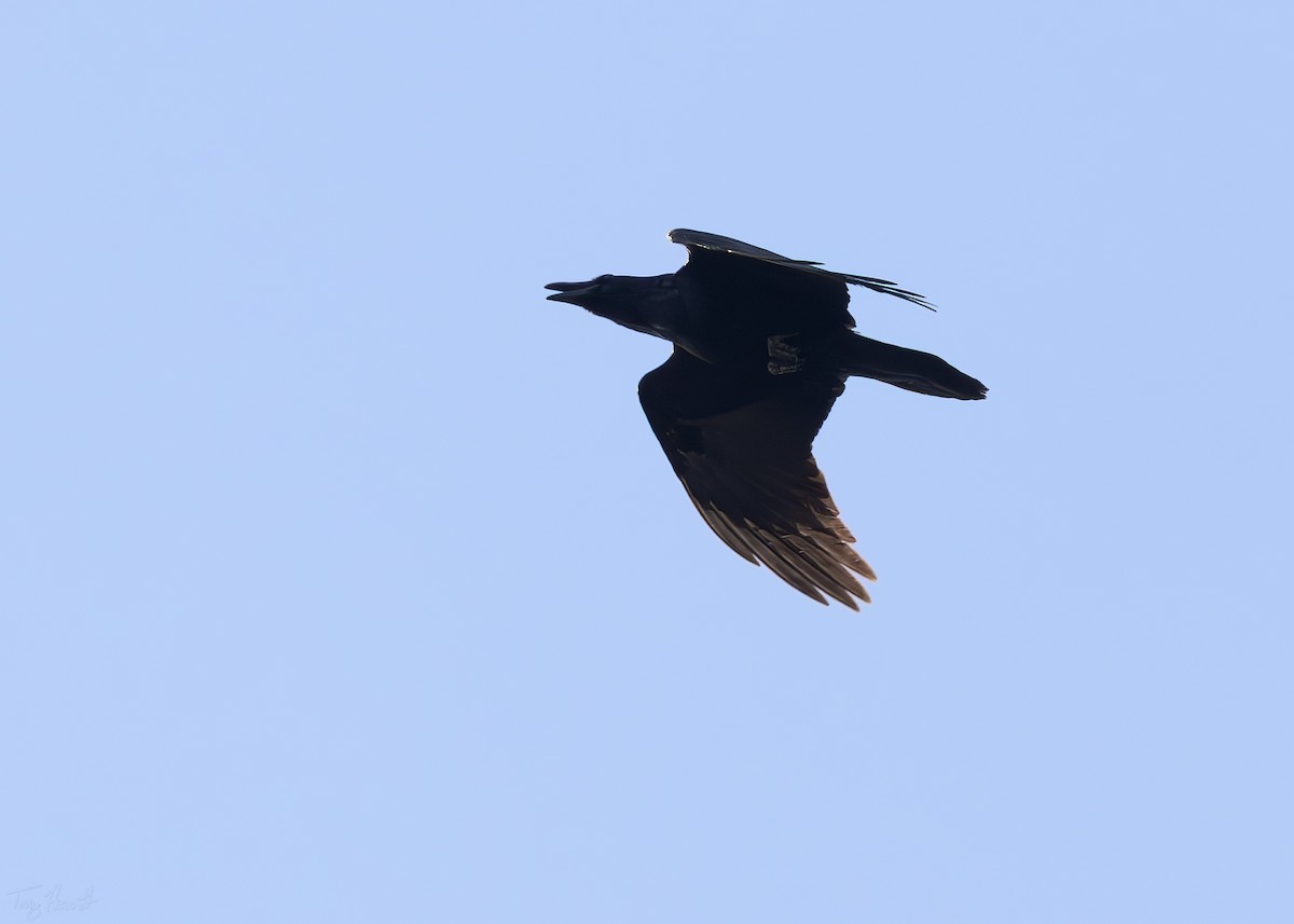 ravn - ML652712162