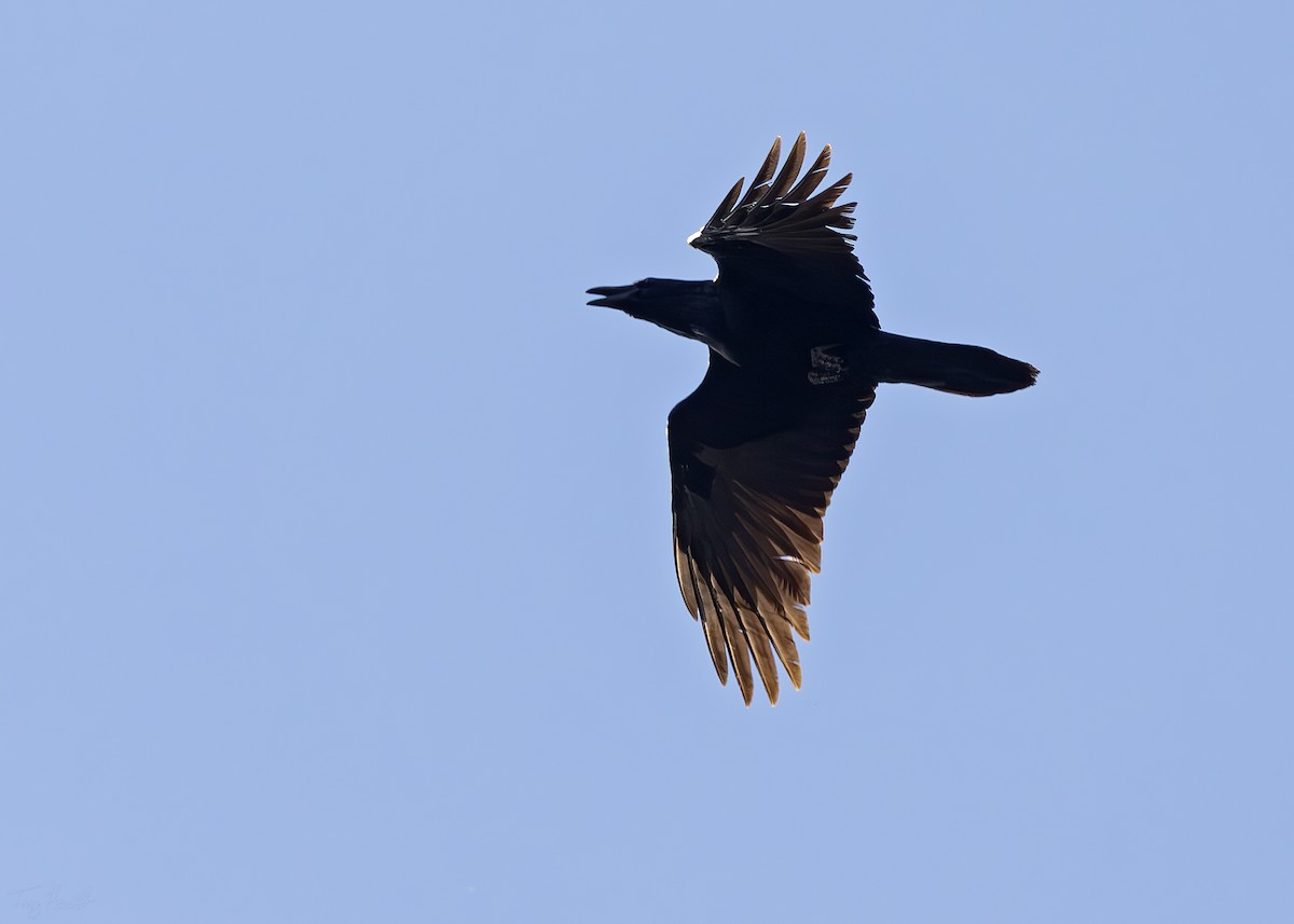 ravn - ML652712163