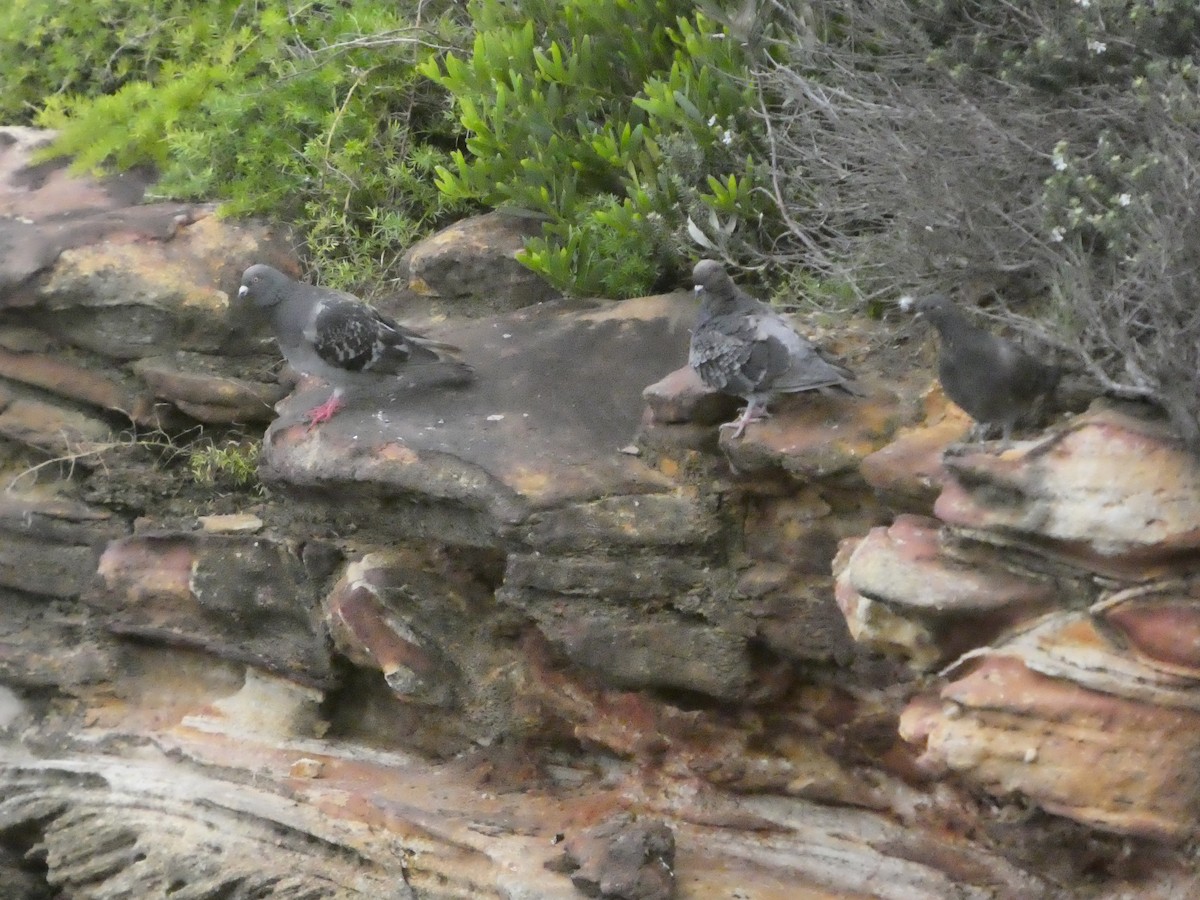 Paloma Bravía (variedad doméstica) - ML652712178