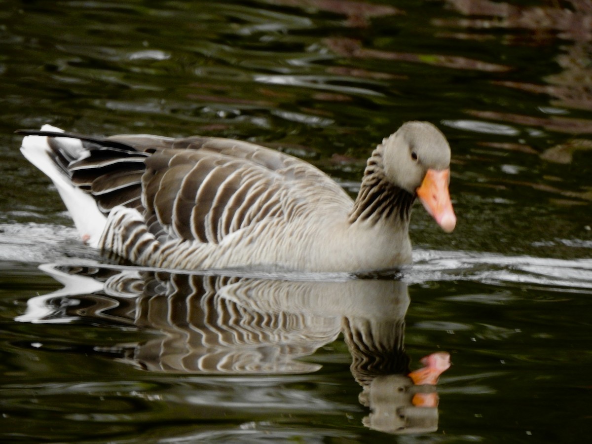 Graylag Goose - ML652712270