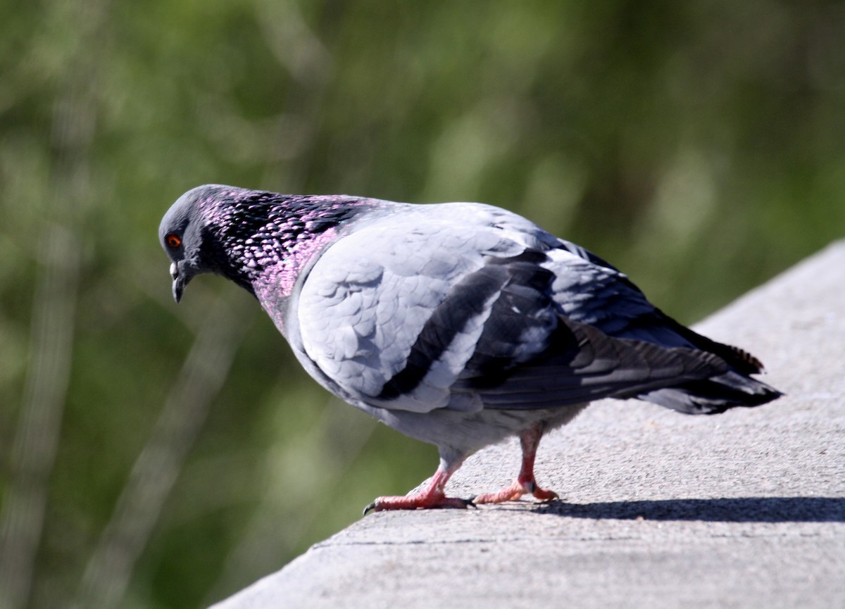 Paloma Bravía (variedad doméstica) - ML652712293