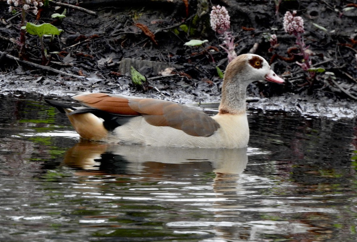 Egyptian Goose - ML652712294