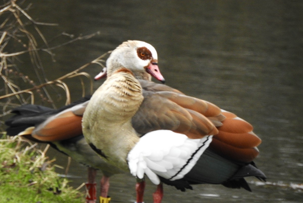 Egyptian Goose - ML652712295