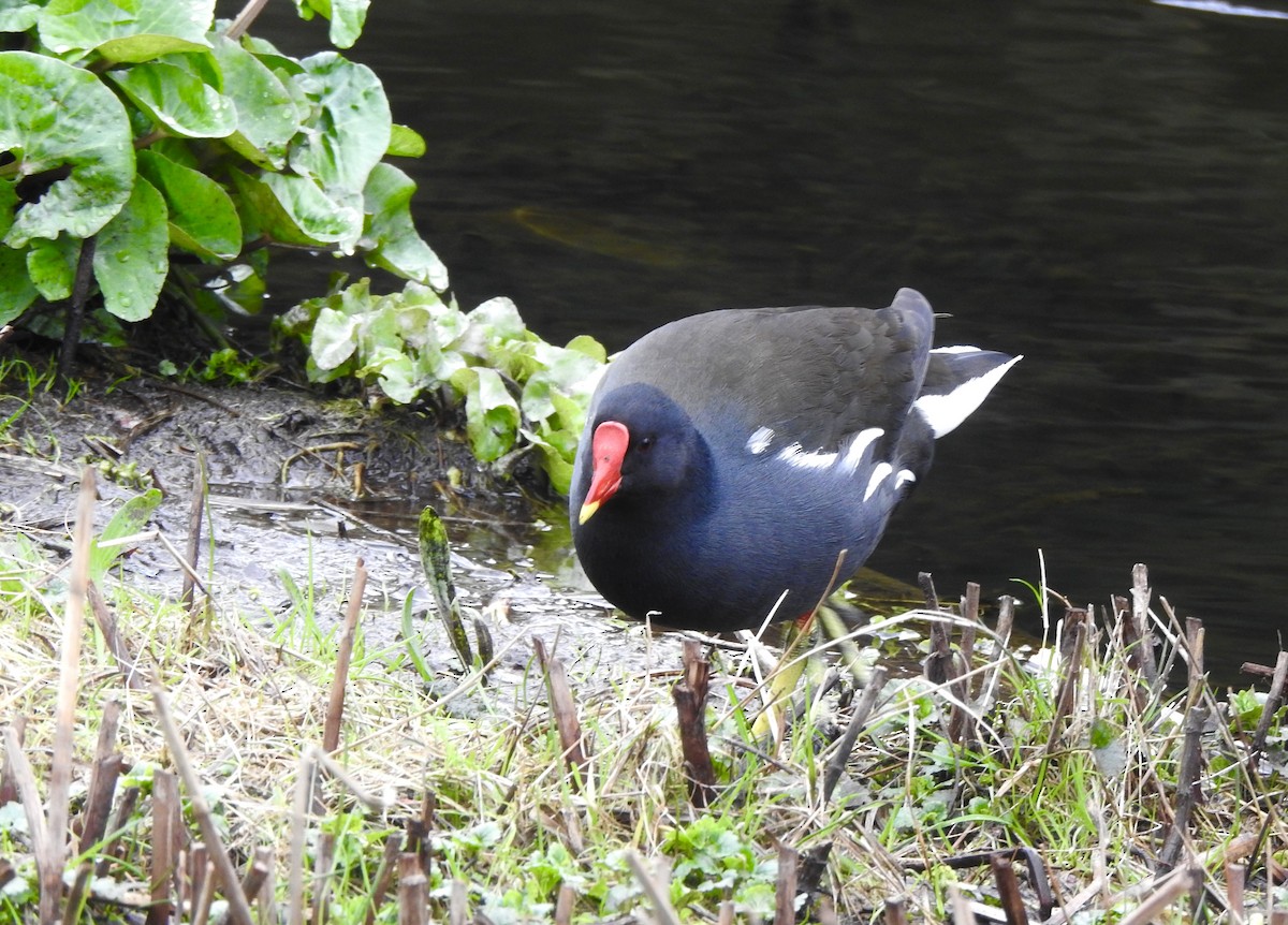 Eurasian Moorhen - ML652712335