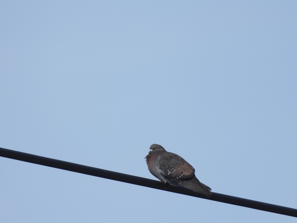 Paloma Bravía (variedad doméstica) - ML652712341