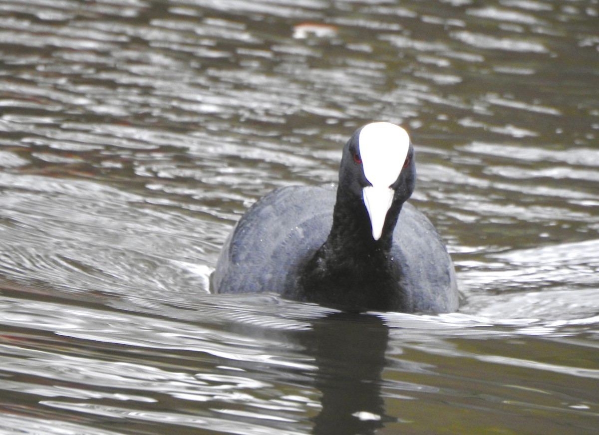 Eurasian Coot - ML652712356
