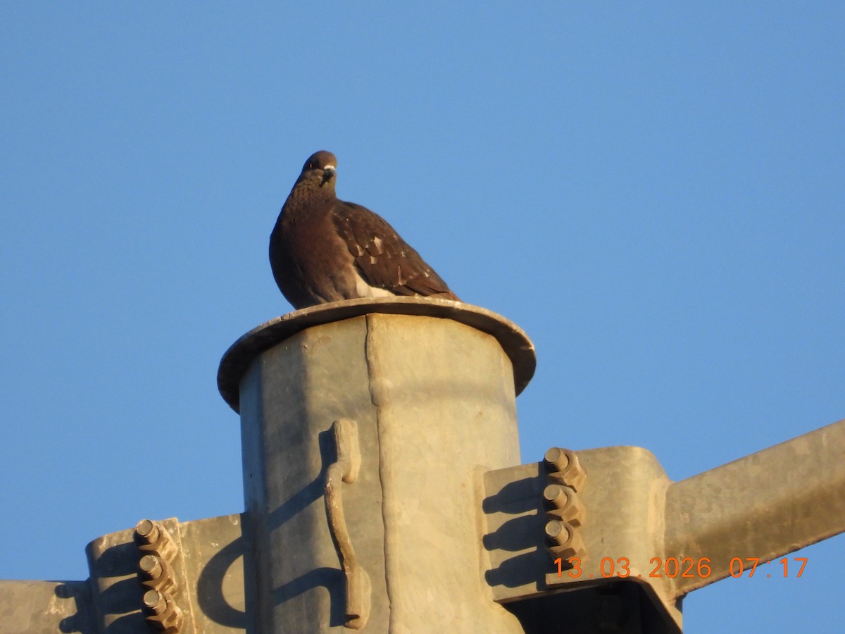 Paloma Bravía (variedad doméstica) - ML652712370