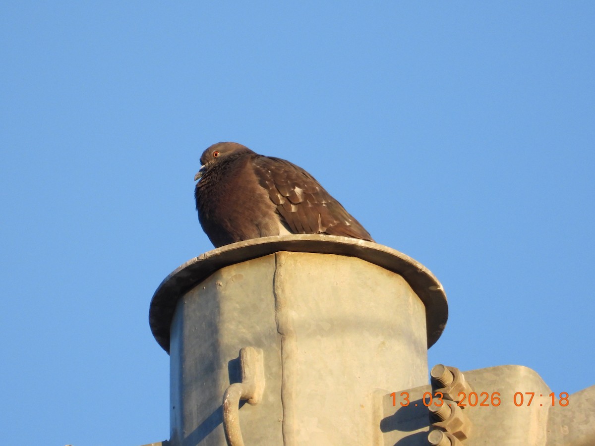 Paloma Bravía (variedad doméstica) - ML652712376