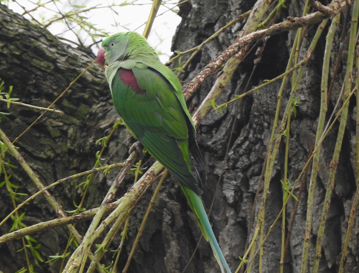 Alexandrine Parakeet - ML652712393