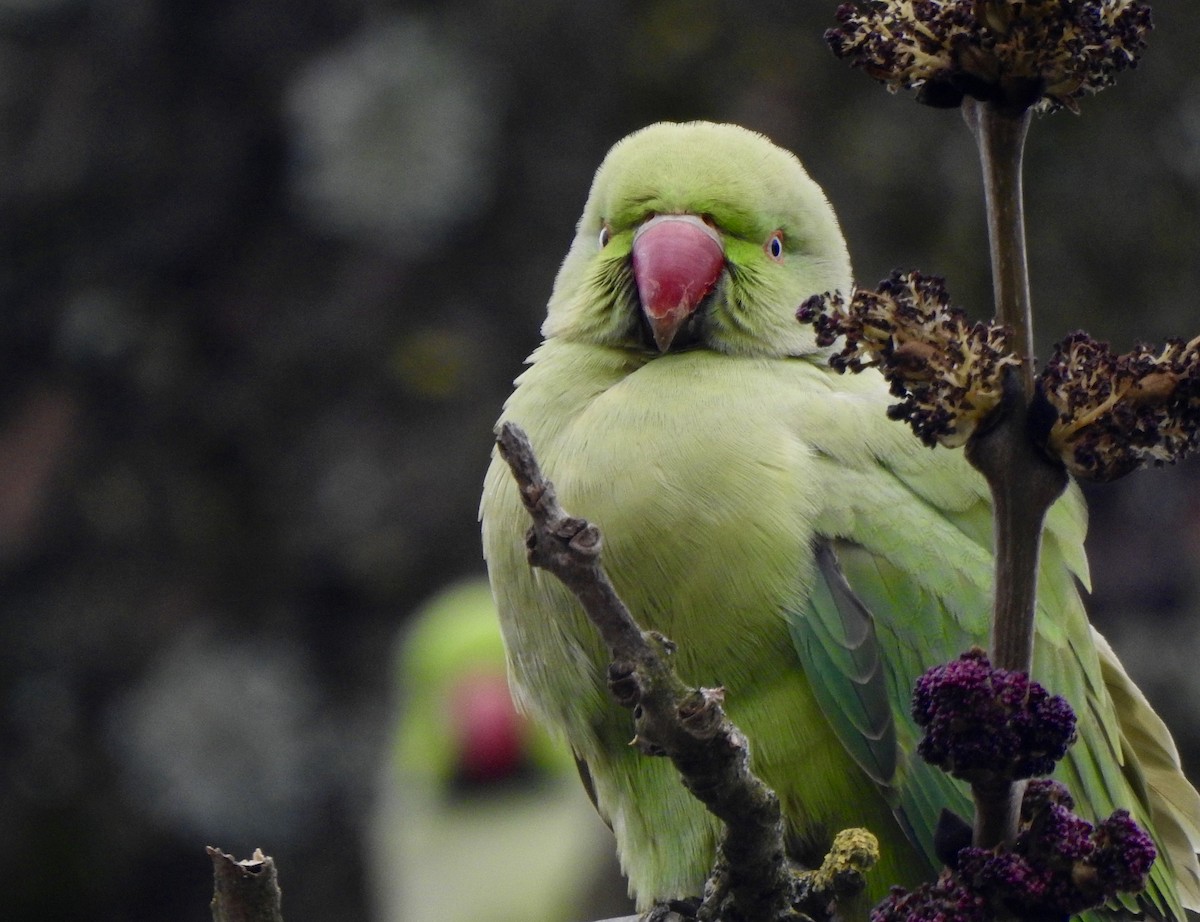 Alexandrine Parakeet - ML652712394