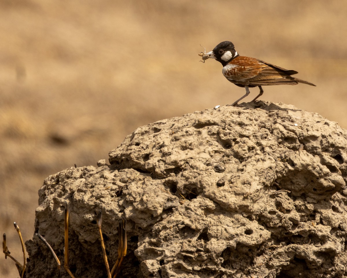 Chestnut-backed Sparrow-Lark - ML652712396