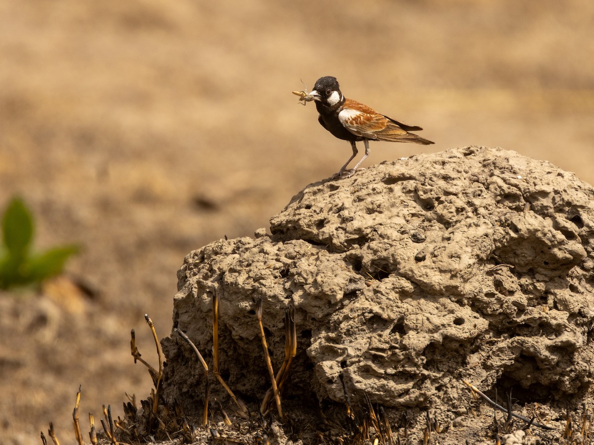 Chestnut-backed Sparrow-Lark - ML652712403
