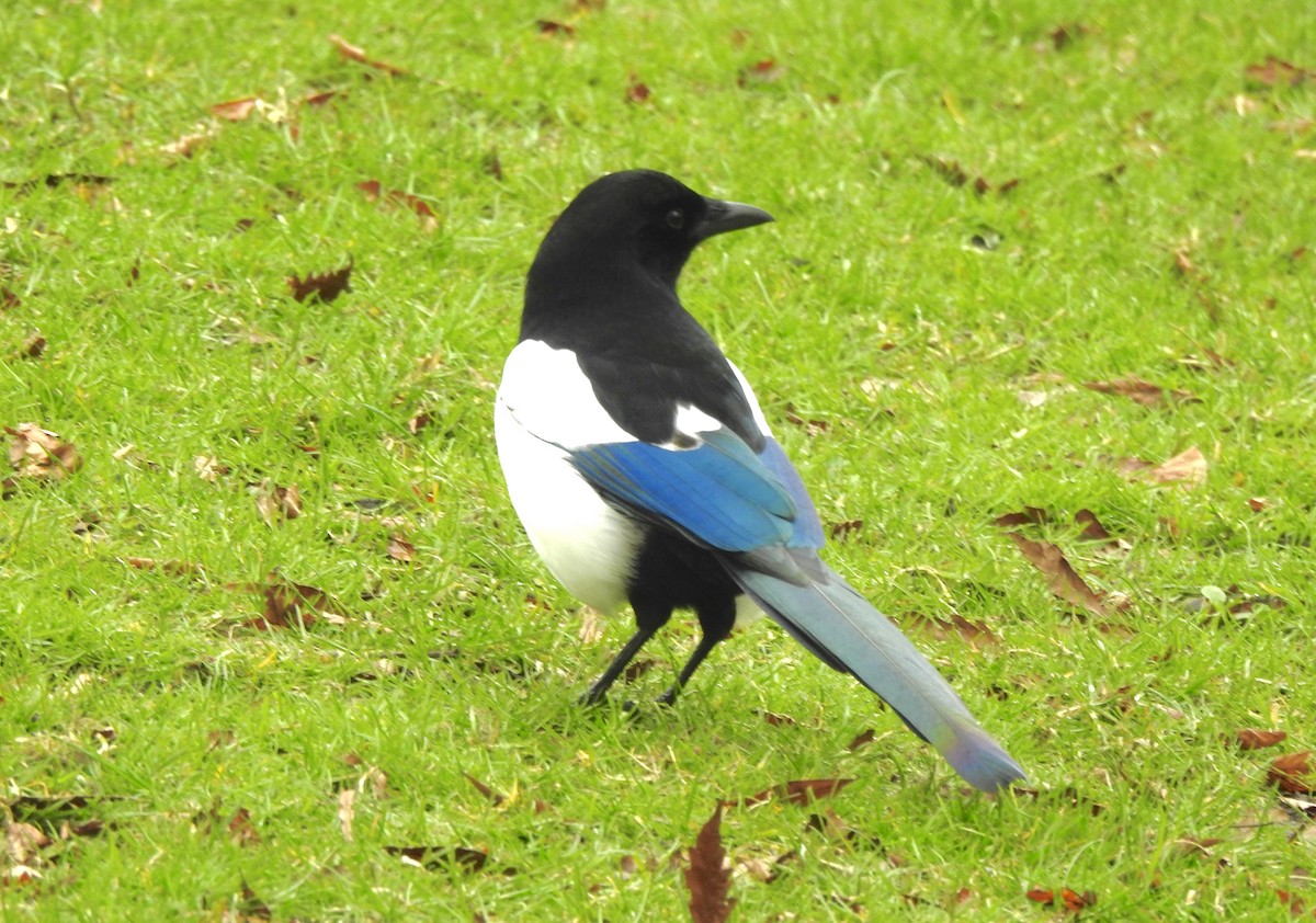 Eurasian Magpie - ML652712409