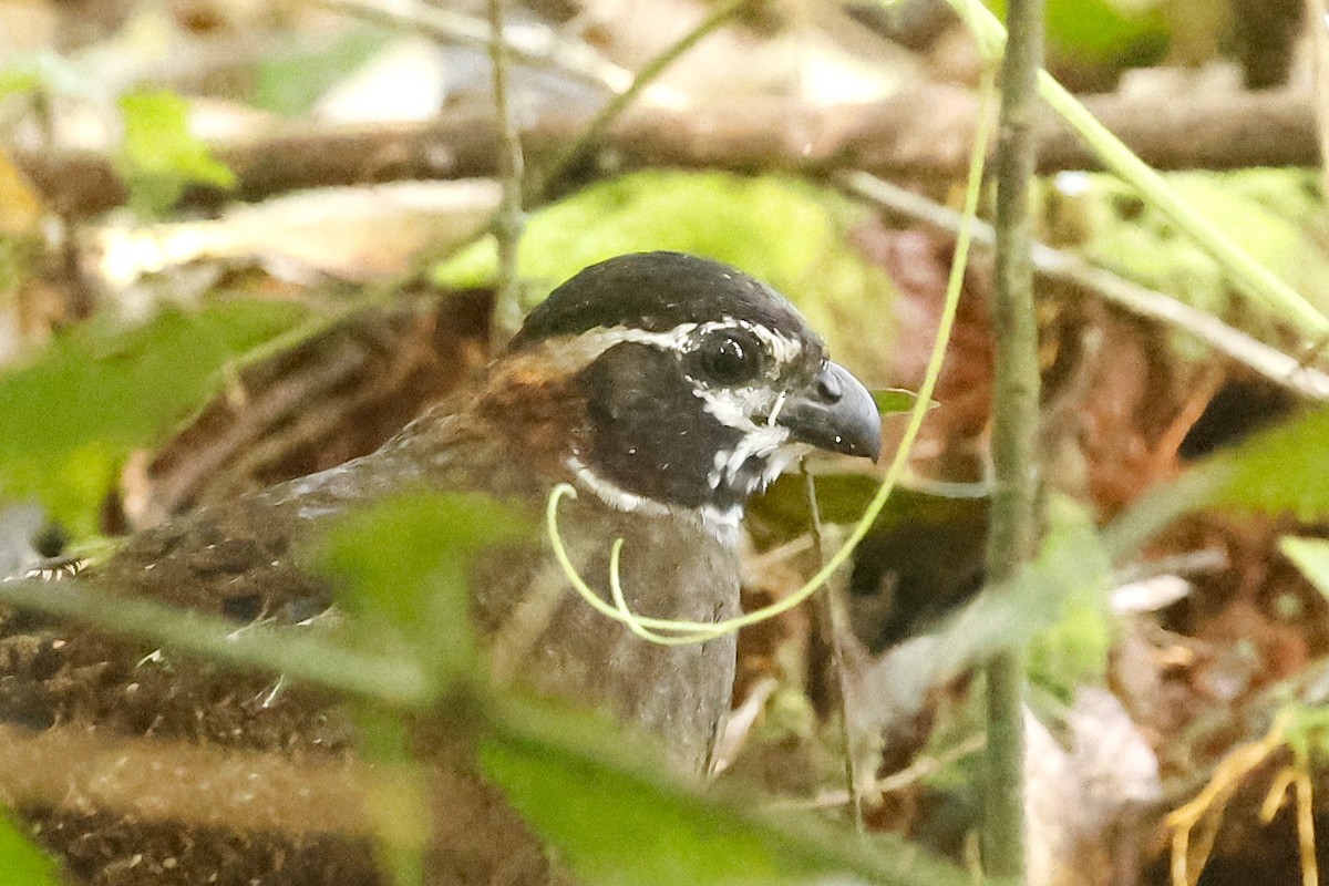 Tacarcuna Wood-Quail - ML652712443